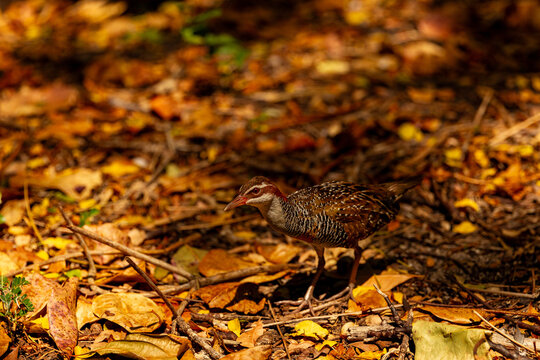 small buff banded rail bird foliage green island