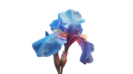 A rich blue iris flower against a transparent background.