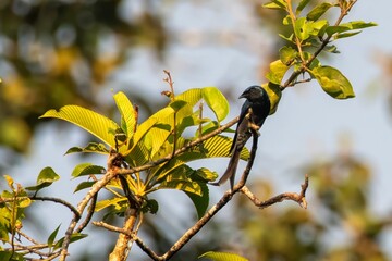 bronzed drongo or Dicrurus aeneus at Dehing Patkai in Assam, India