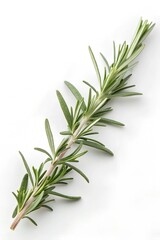 Fototapeta premium rosemary on white background