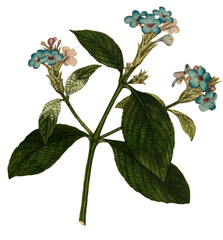 Hand drawn plants and flowers transparent background