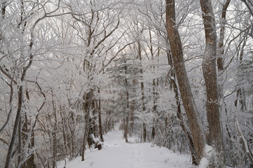美しい霧氷の森