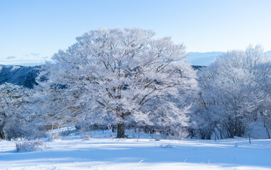 美しい霧氷の木々と青空