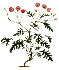 Hand drawn plants and flowers transparent background