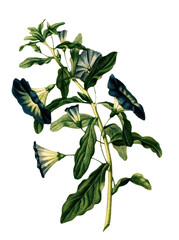 Hand drawn plants and flowers transparent background