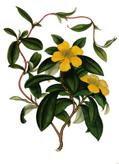 Hand drawn plants and flowers transparent background