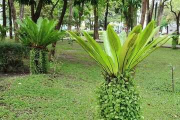 Obraz premium Bird's nest fern ornamental plant in public park