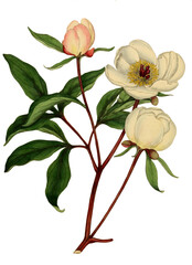 Hand drawn plants and flowers transparent background