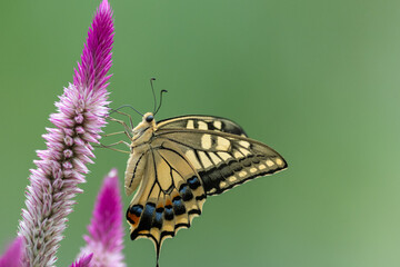 花の蜜を吸うアゲハチョウ