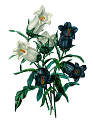 Hand drawn plants and flowers transparent background