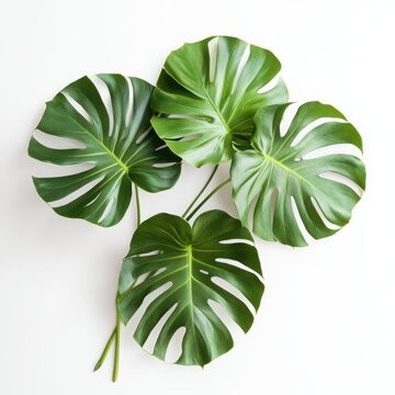 Green monster leaves on a white background showcasing unique shapes and textures of tropical foliage