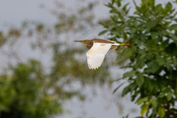 Indian pond heron or paddybird or Ardeola grayii in flight at Dehing Patkai in Assam, India