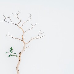 Resilience: A Single Green Shoot Emerging from a Barren Branch Against a White Background