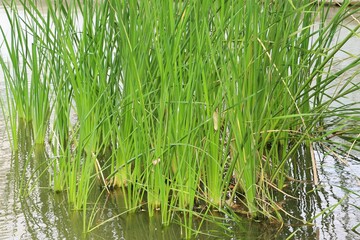 Grass bush in a lake, plant background