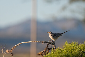 Bird on the arm of a cactus branch