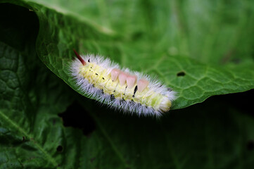 Caterpillar with creative hairstyle Calliteara pudibunda,Close-up of caterpillar on plant