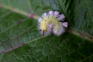 Caterpillar with creative hairstyle Calliteara pudibunda,Close-up of caterpillar on plant