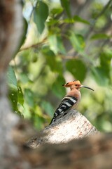 Woodpeckers live naturally in Thailand.