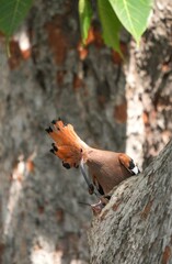 Woodpeckers live naturally in Thailand.