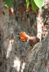Woodpeckers live naturally in Thailand.