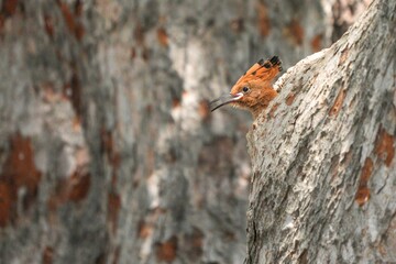 Woodpeckers live naturally in Thailand.