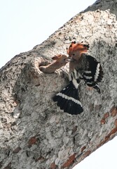 Woodpeckers live naturally in Thailand.