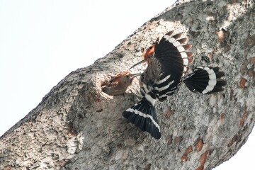 Woodpeckers live naturally in Thailand.