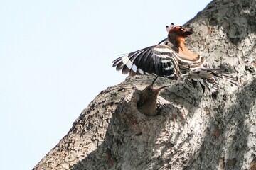 Woodpeckers live naturally in Thailand.