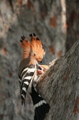 Woodpeckers live naturally in Thailand.