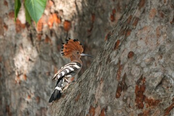 Woodpeckers live naturally in Thailand.