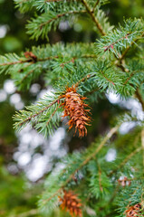 Close-up of a pine cone hanging on branches. captured in natural light, the scene highlights the intricate details of evergreen needles. the angle is eye-level, focusing on the cone with a blurred for