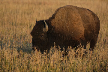 bison in park national park © Lauren