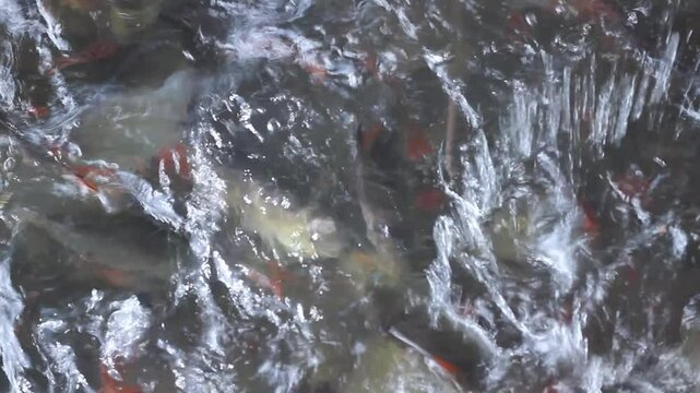 Barbonymus schwanenfeldii  is a type of freshwater fish. Its scientific name is Barbonymus schwanenfeldii. Belongs to the carp family. The shape is similar to the golden carp.
