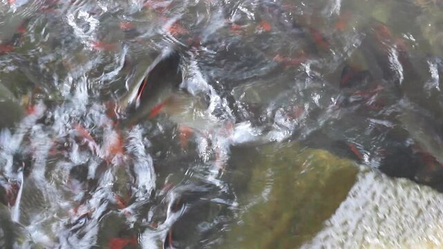 Barbonymus schwanenfeldii  is a type of freshwater fish. Its scientific name is Barbonymus schwanenfeldii. Belongs to the carp family. The shape is similar to the golden carp.