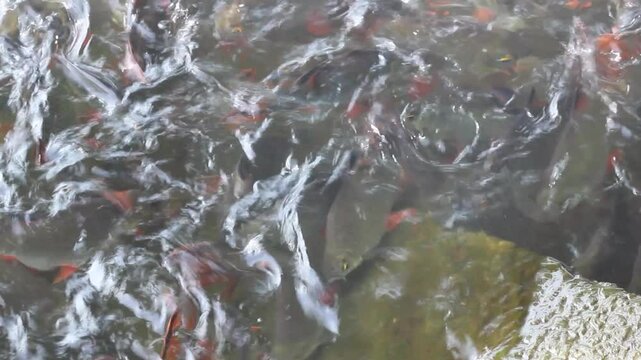 Barbonymus schwanenfeldii  is a type of freshwater fish. Its scientific name is Barbonymus schwanenfeldii. Belongs to the carp family. The shape is similar to the golden carp.