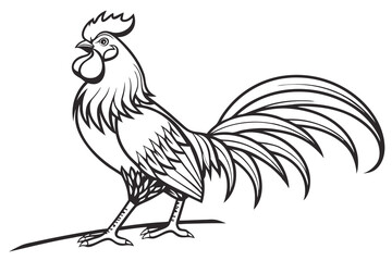 rooster isolated on white