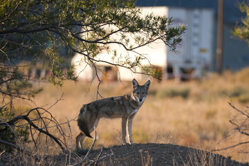 Coyote standing on a hill
