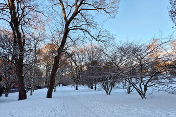 Fototapeta premium Park