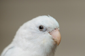 Part of tiny parrot parakeet white Forpus bird Pacific Parrotlet.