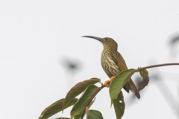 streaked spiderhunter or Arachnothera magna at Dehing Patkai in Assam, India