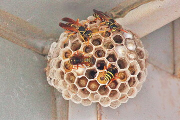 Beehive paper wasp