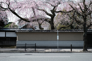 Cherry blossom background on the streets of Japan in spring