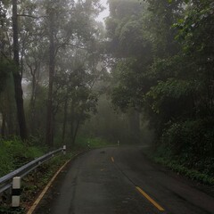 Obraz premium Misty Forest Road A Serene Path Surrounded by Lush Greenery and Enveloped in Early Morning Fog