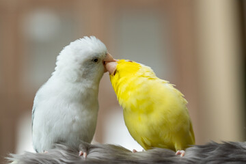 Tiny parrot parakeet white and yellow Forpus bird Pacific Parrotlet rest on branch.