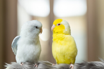 Tiny parrot parakeet white and yellow Forpus bird Pacific Parrotlet rest on branch.
