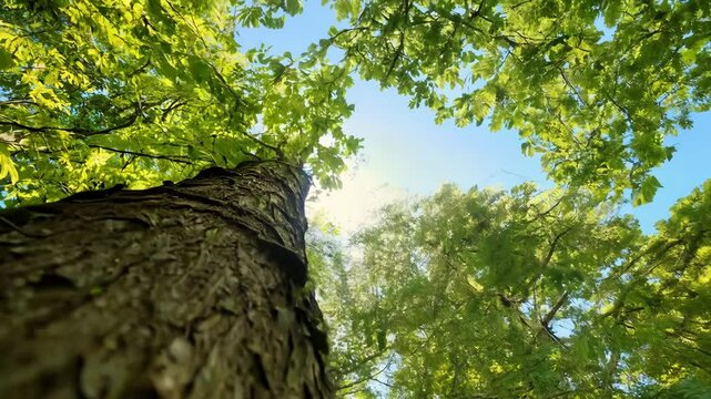 tree in the forest, video 4k