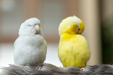 Tiny parrot parakeet white and yellow Forpus bird Pacific Parrotlet rest on branch.
