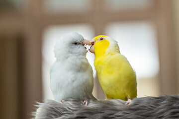 Tiny parrot parakeet white and yellow Forpus bird Pacific Parrotlet rest on branch.