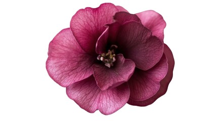 Close up pink camellia macro flower, revealing soft, layered petals and intricate floral spring pattern, resting against transparent backdrop