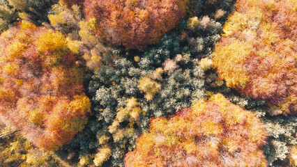 Idyllic Fall Landscape: Aerial Shot of Forest in Full Seasonal Color